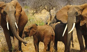 Safari Tanzanie : animaux sauvages