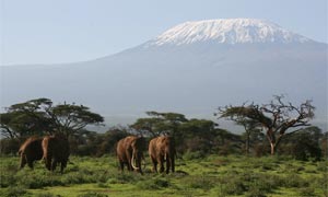 Safari Tanzanie : diversité de paysages - Kilimandjaro