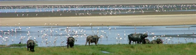 Safari Tanzanie Lac Manyara