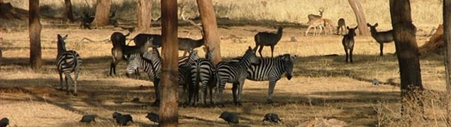Safari Tanzanie Tarangire