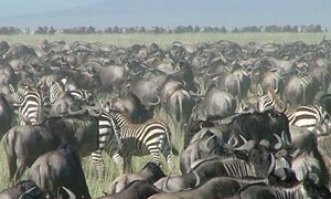 Safari Tanzanie : photo de la nature