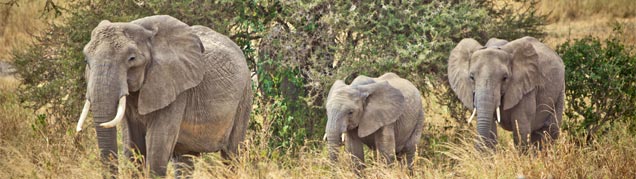 Prix d'un safari en Tanzanie