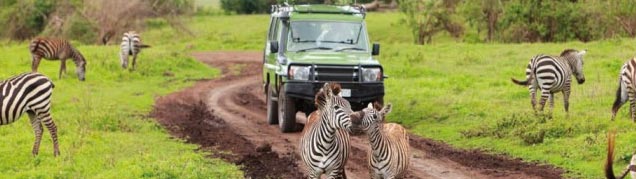 Quel safari en Tanzanie ?